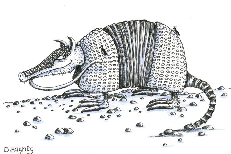 armadillo.jpg