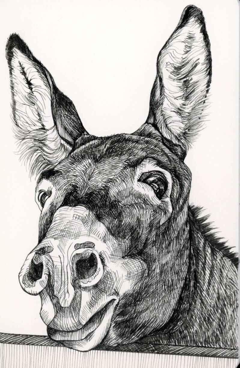 donkey-standard.jpg