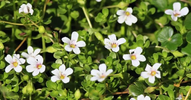Bacopa monnieri