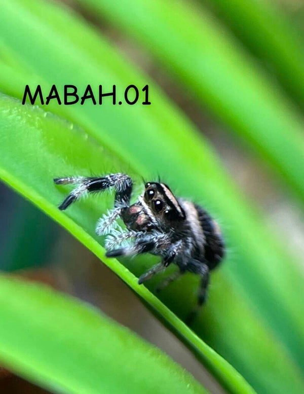 Phidippus regius Bahamas