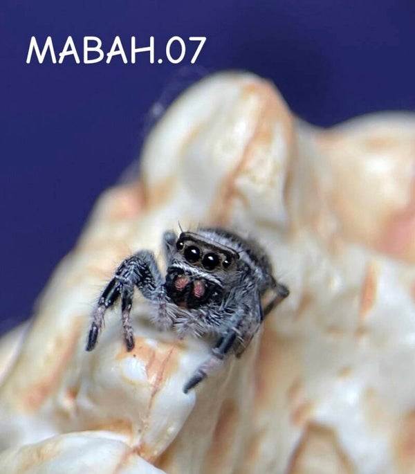 Phidippus regius Bahamas