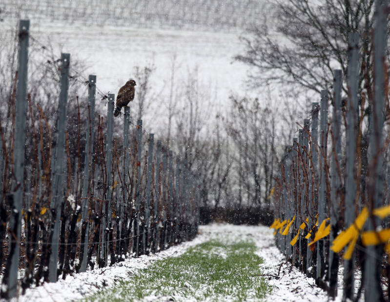 Duitse wijn Pfalz Siben