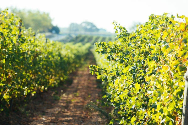 Franse wijn Domaine de la Baume