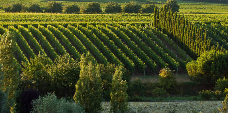 Duitse wijn Pfalz Knipser