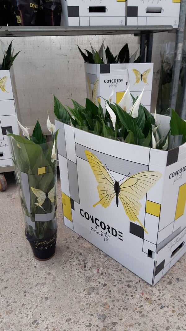 SPATHIPHILLUM (LIRIO DE LA PAZ)