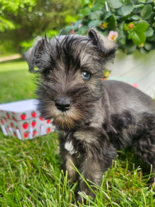 Mini Schnauzer