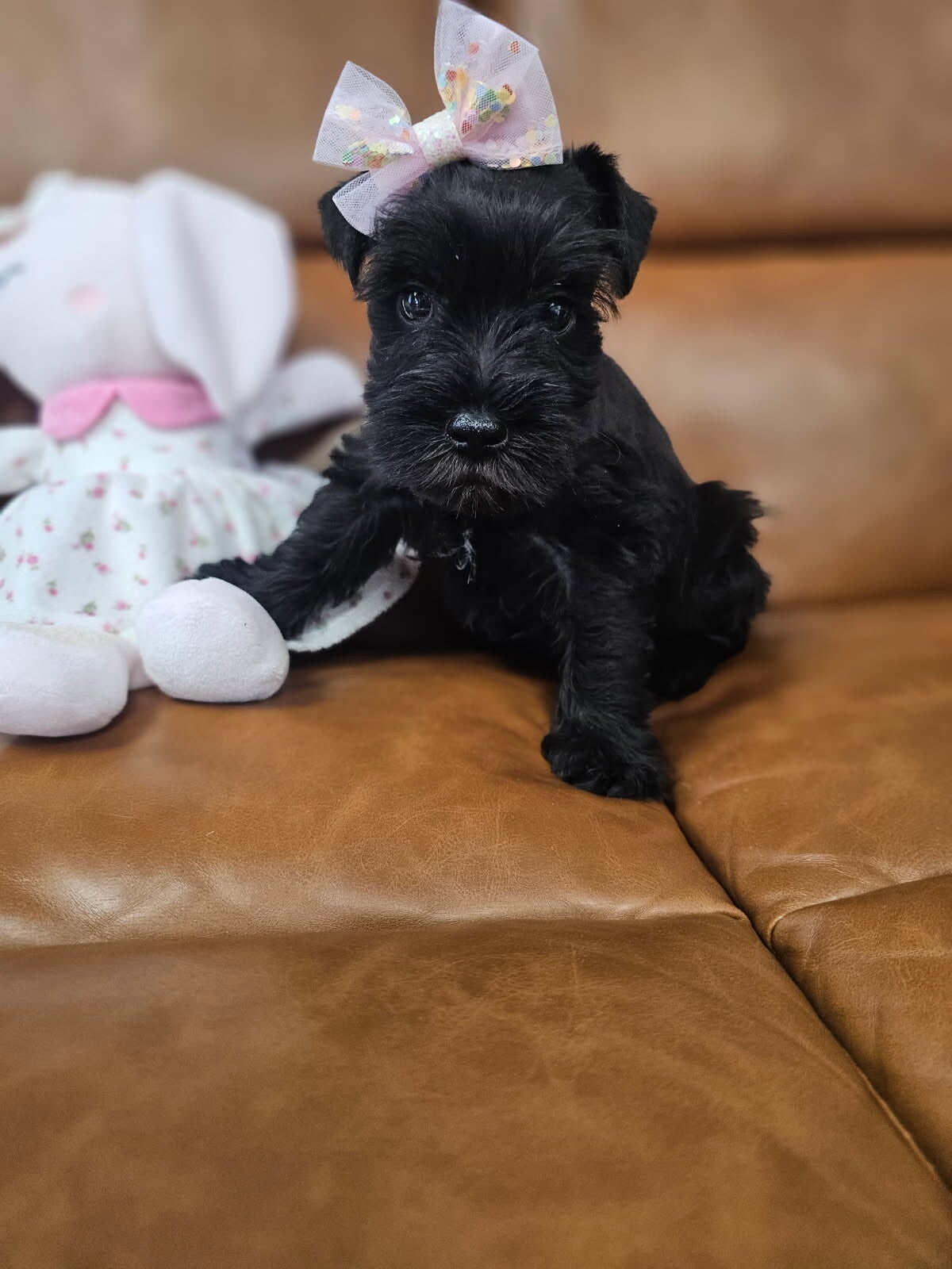 Mini Schnauzer