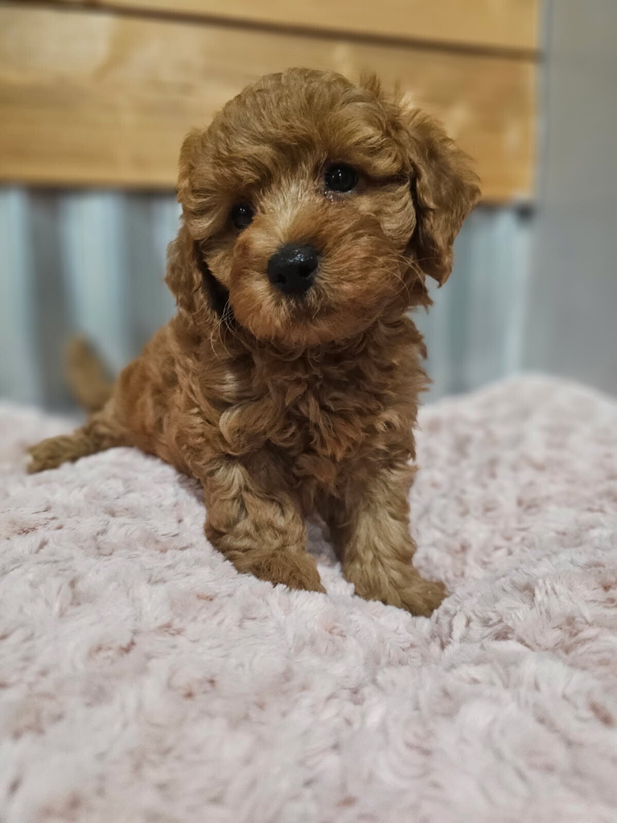Toy Poodle