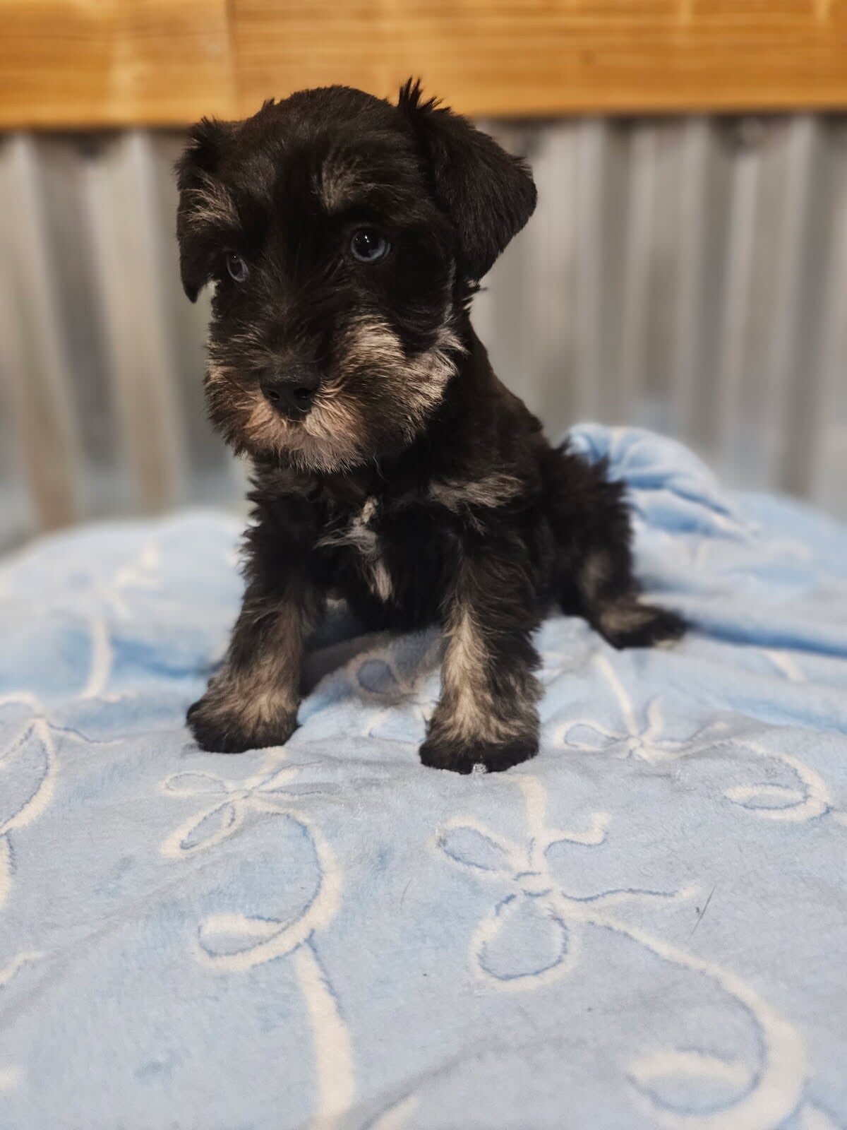 Mini Schnauzer
