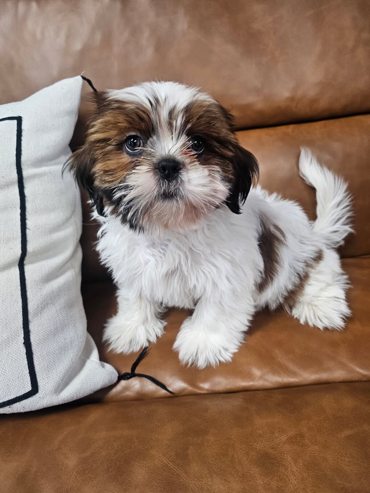 Shih Tzu