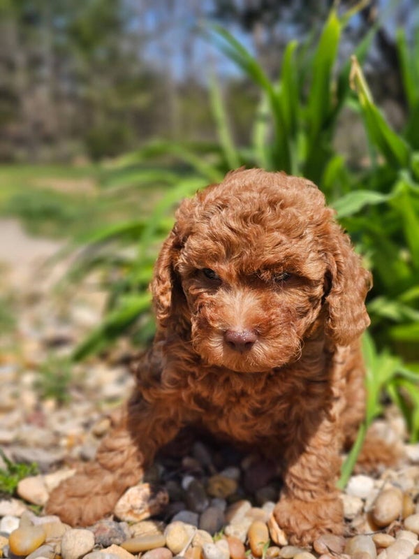 Toy poodle