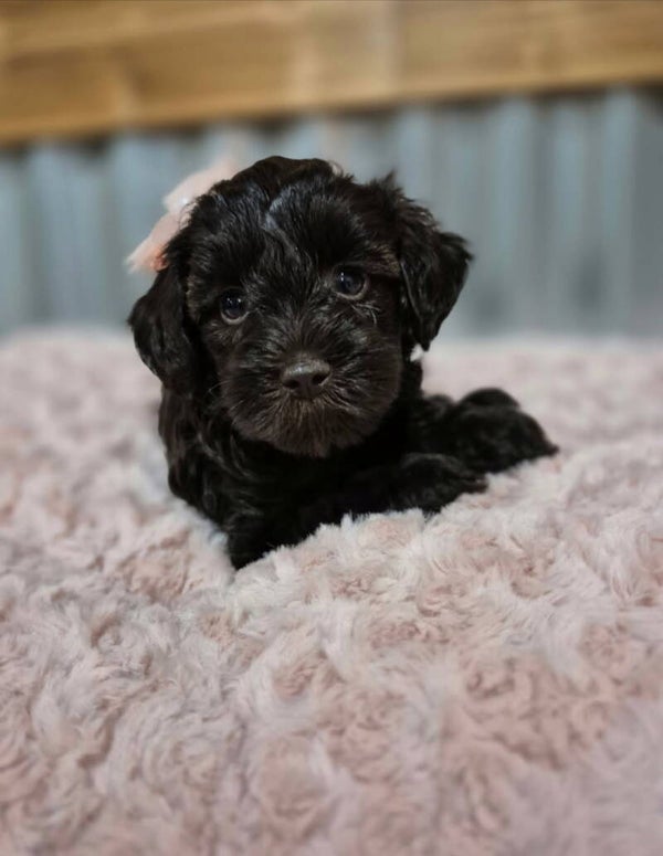 Mini Schnoodle