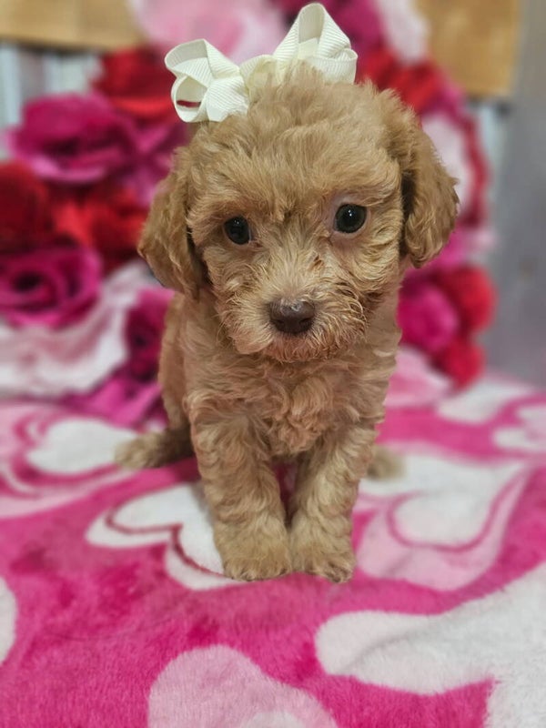 Malti-poo