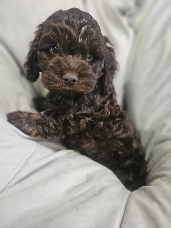 Cockapoo