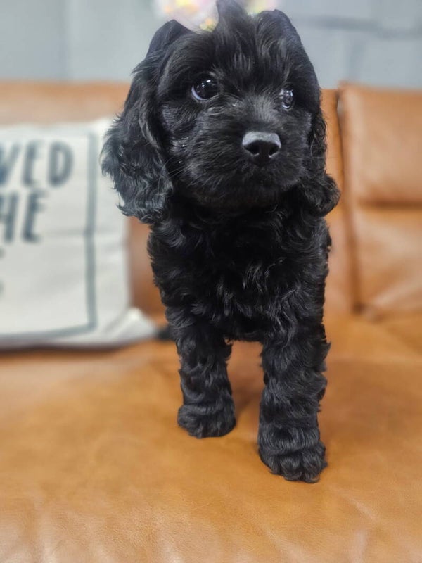 Cockapoo