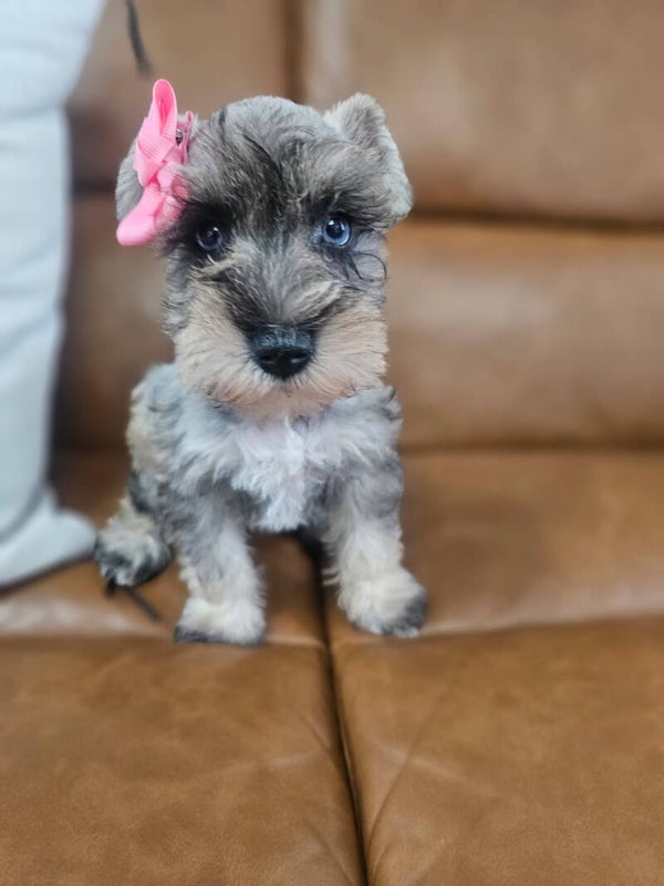 Mini Schnauzer