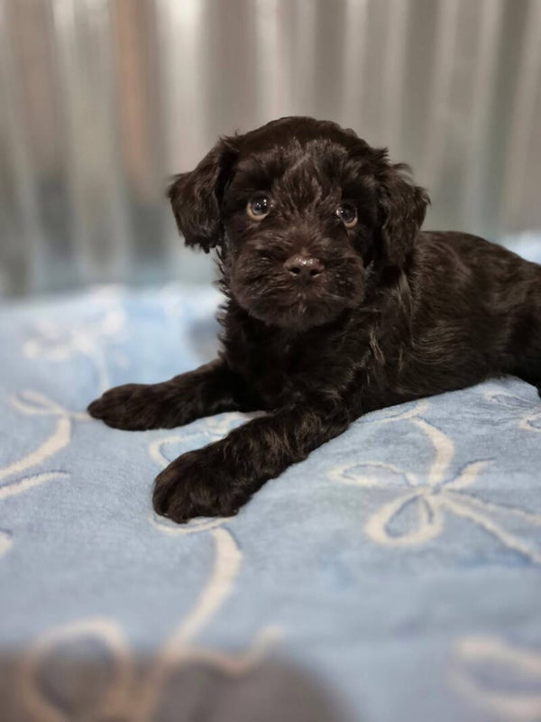 Mini Schnoodle