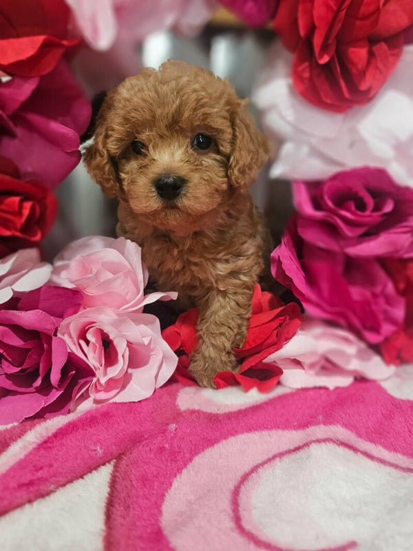Malti-poo