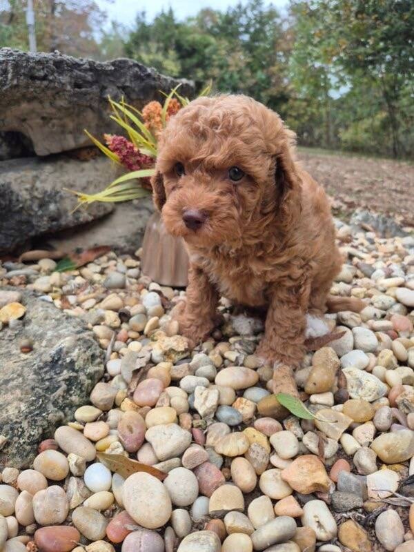 Toy poodle
