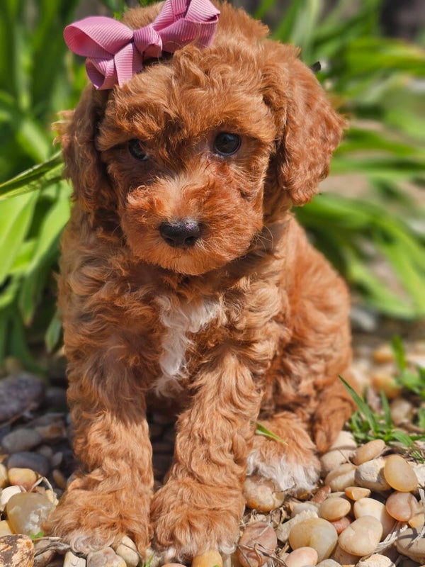 Toy poodle