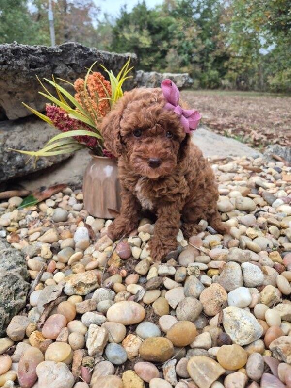 Toy poodle