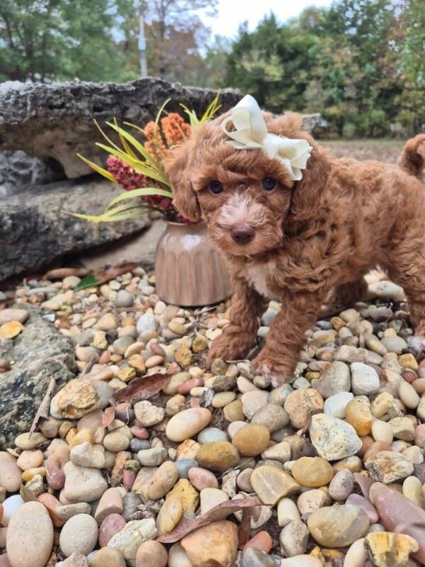 Toy poodle