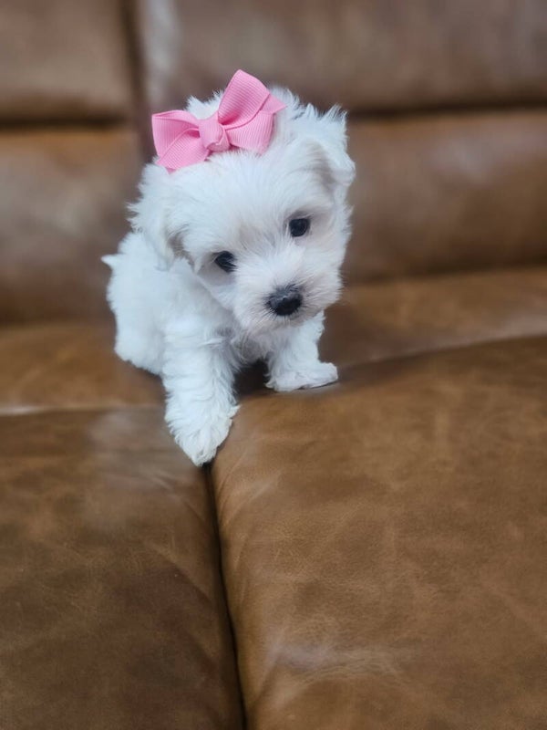 Maltese