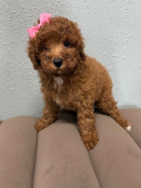 Poochon
