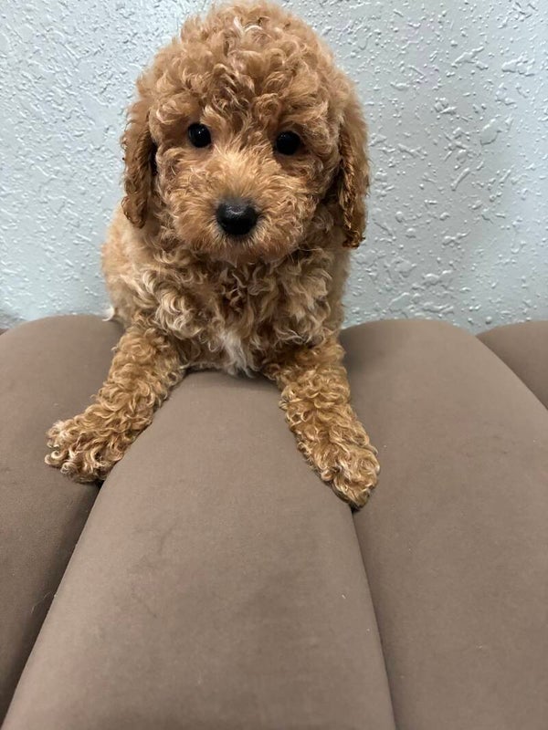 Poochon