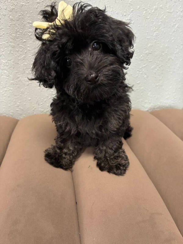 Mini goldendoodle