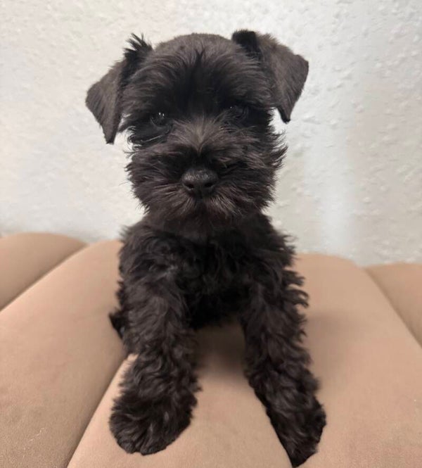 Mini Schnauzer
