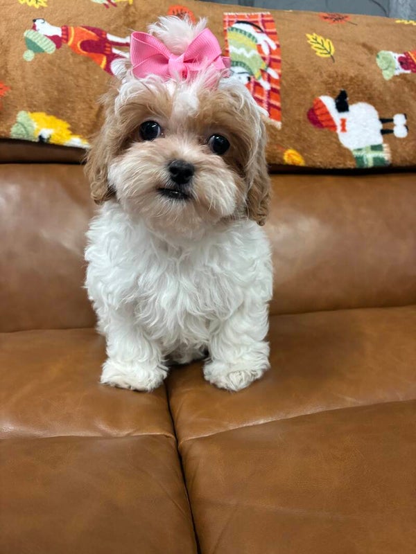 Shih poo