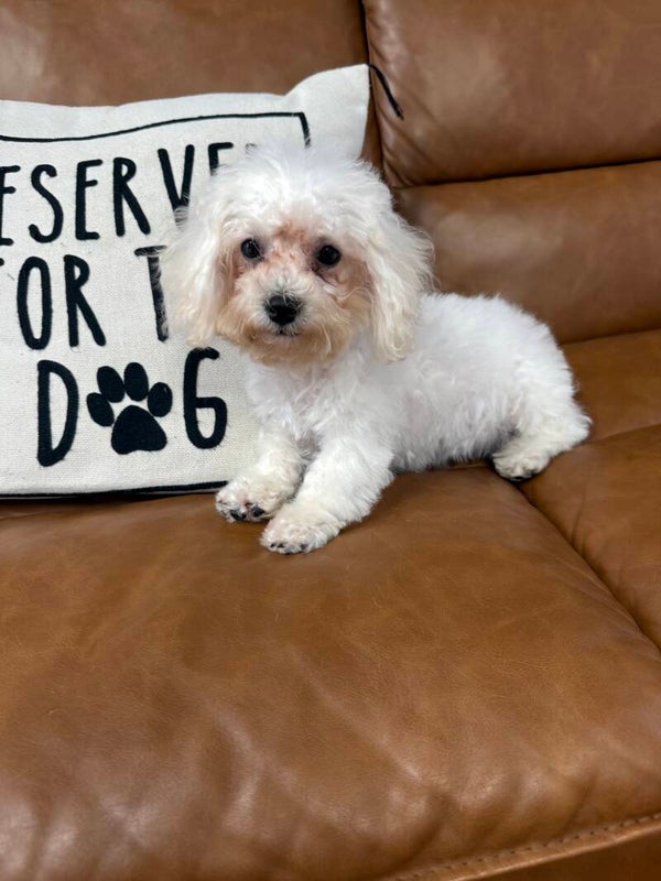 Poochon
