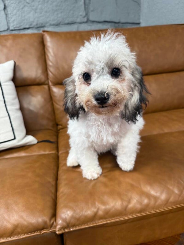 Poochon