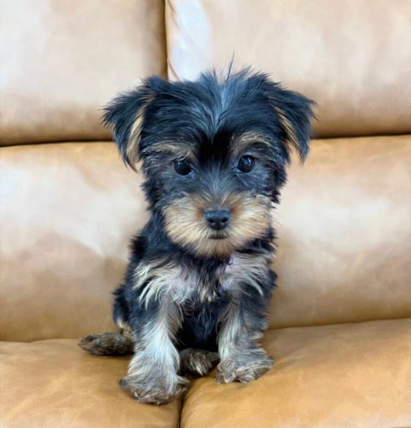 Yorkie