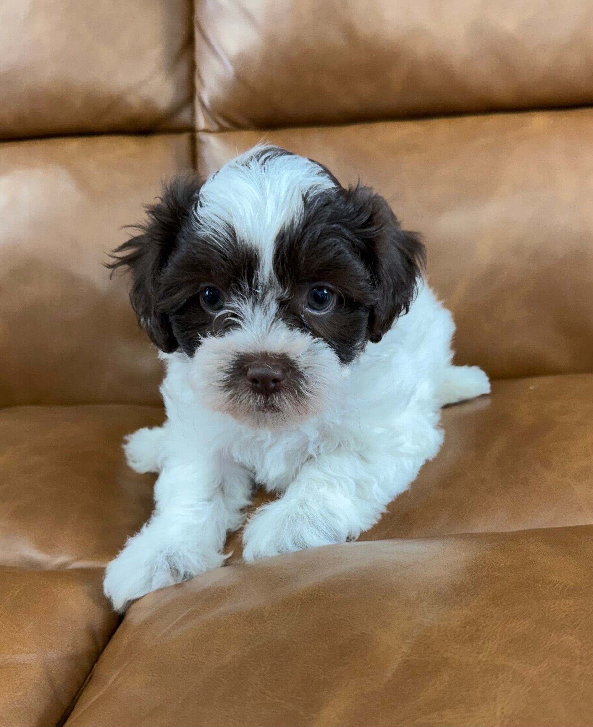 Shih poo