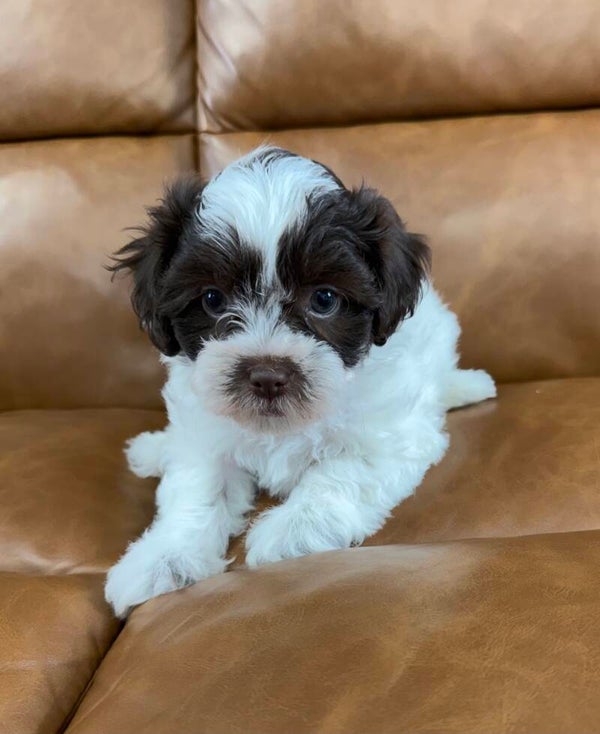 Shih poo