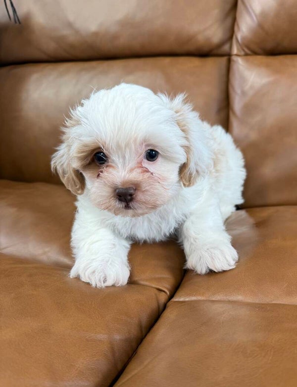 Shih poo