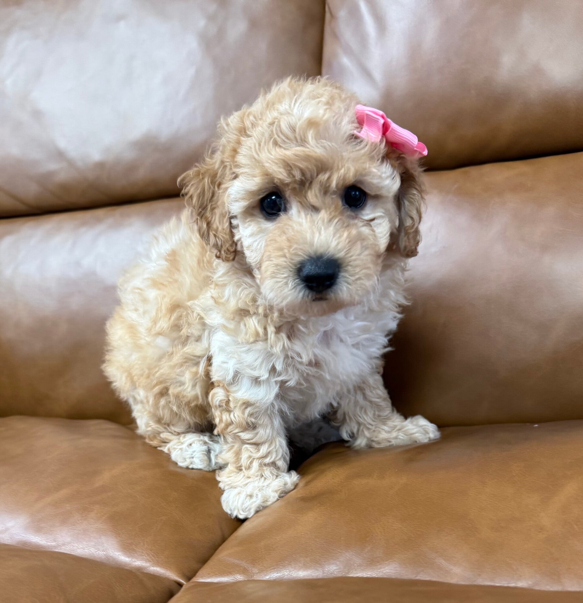 Poochon