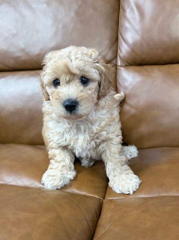 Poochon
