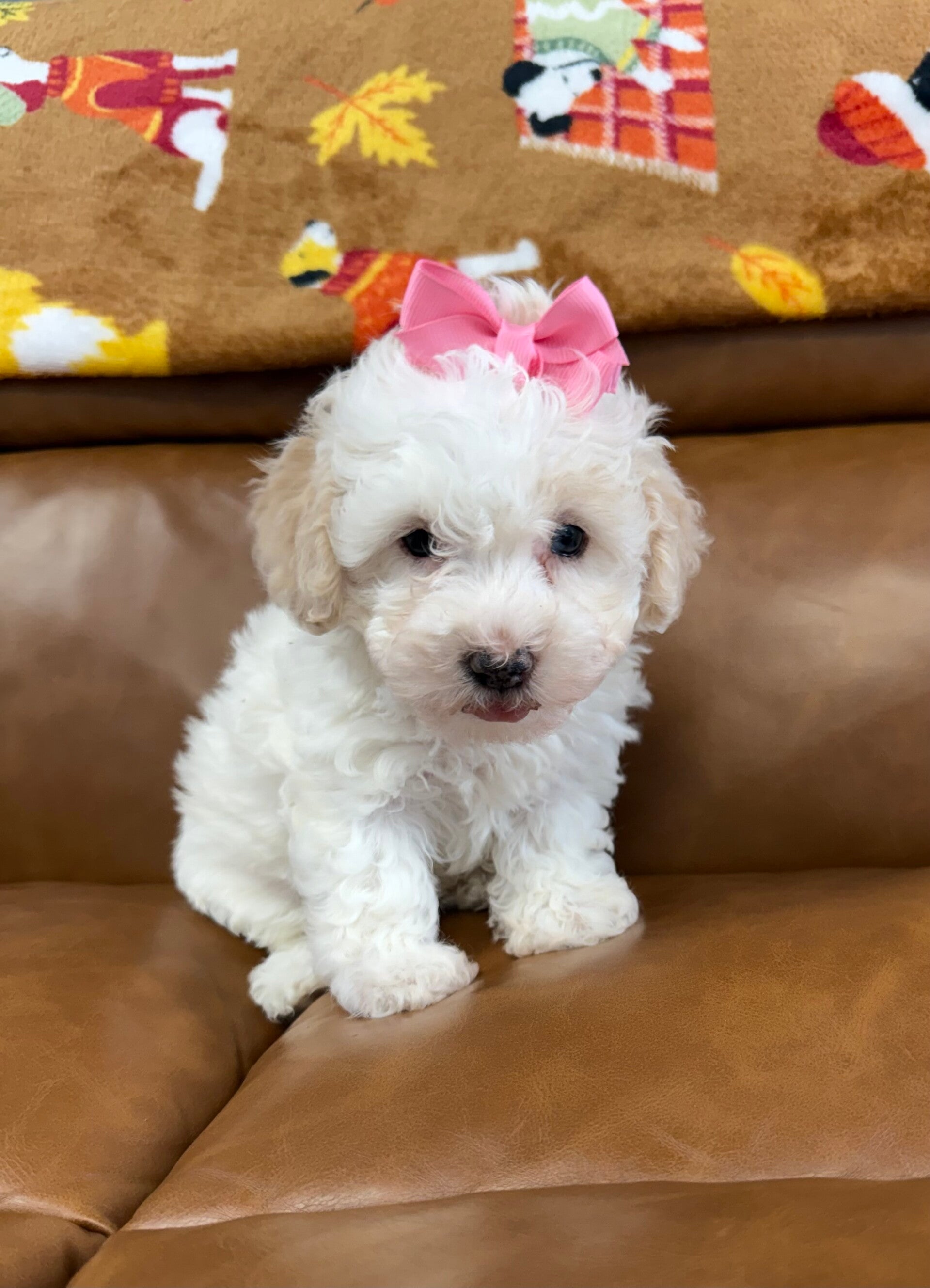 Toy poodle