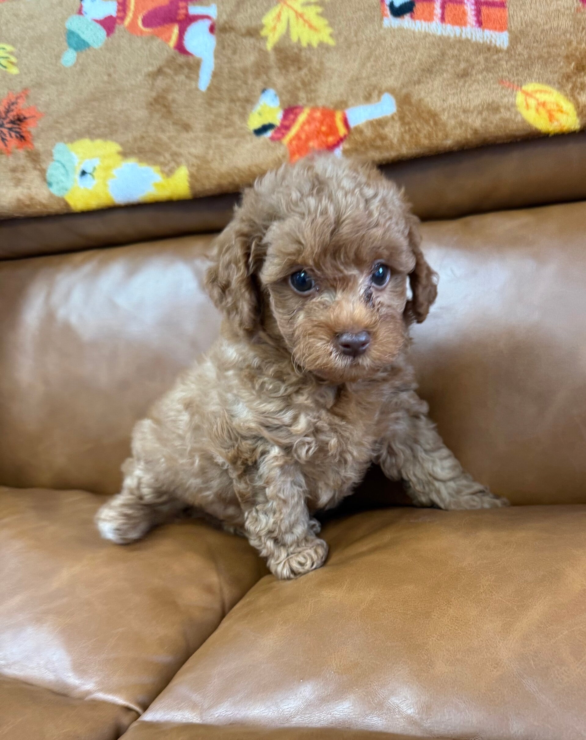 Malti poo