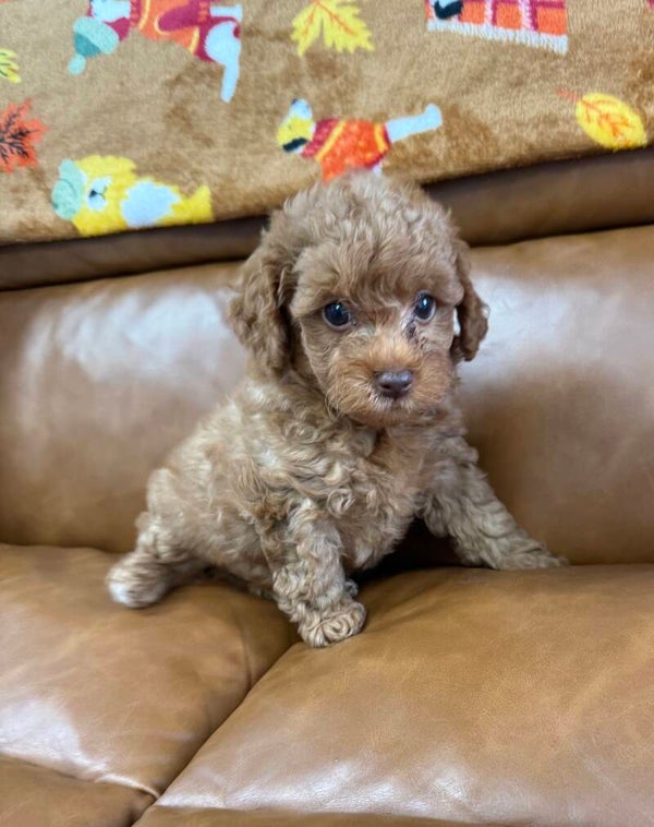 Malti poo