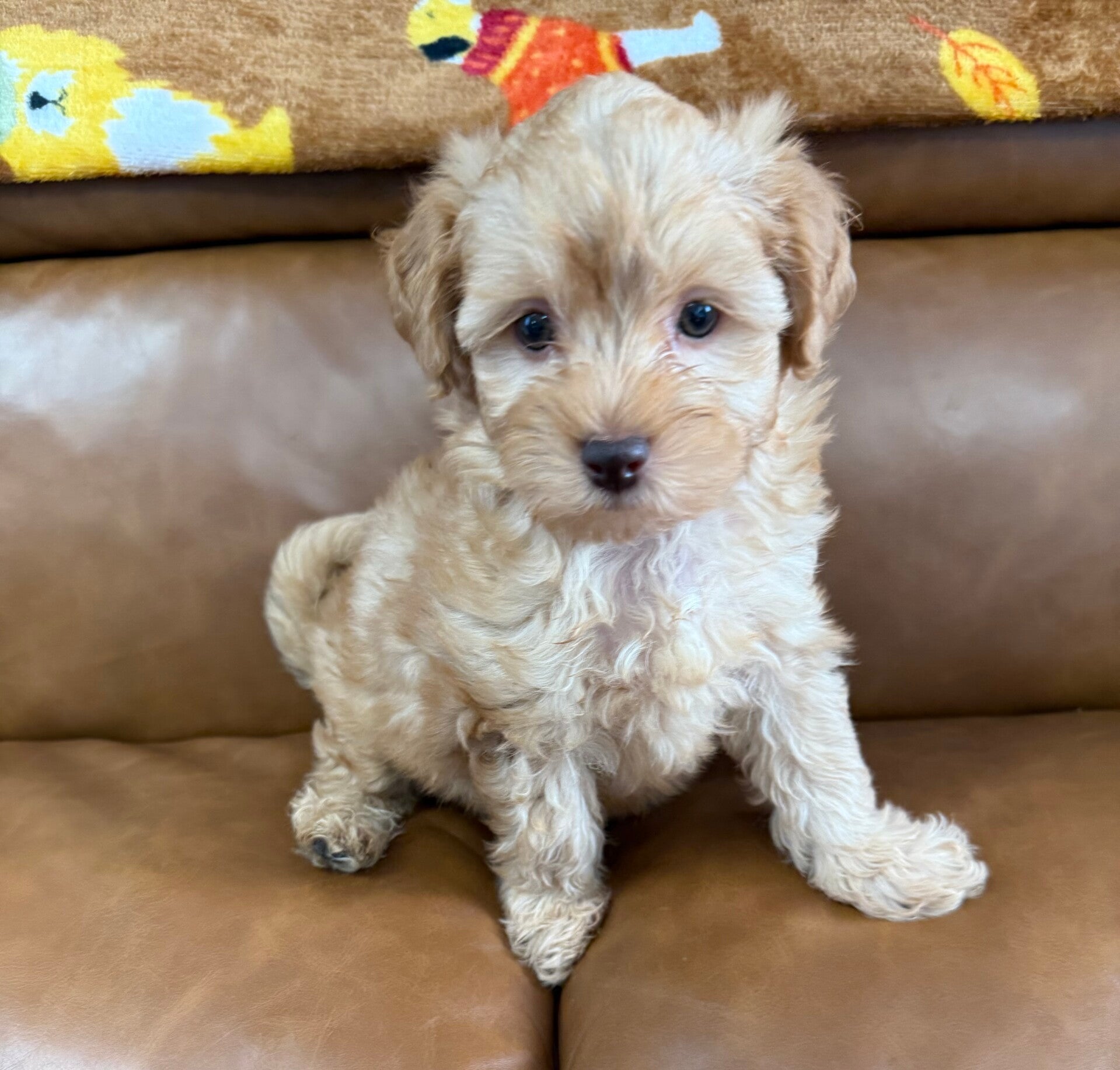 Malti poo