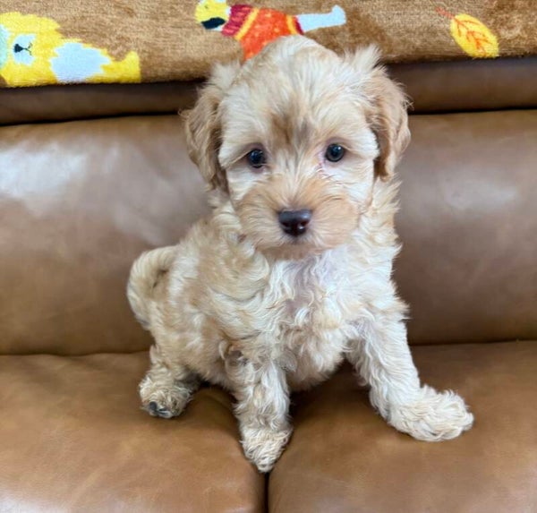 Malti poo