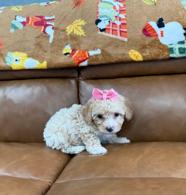 Toy poodle