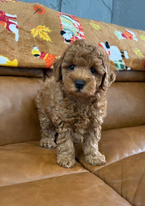 Toy poodle