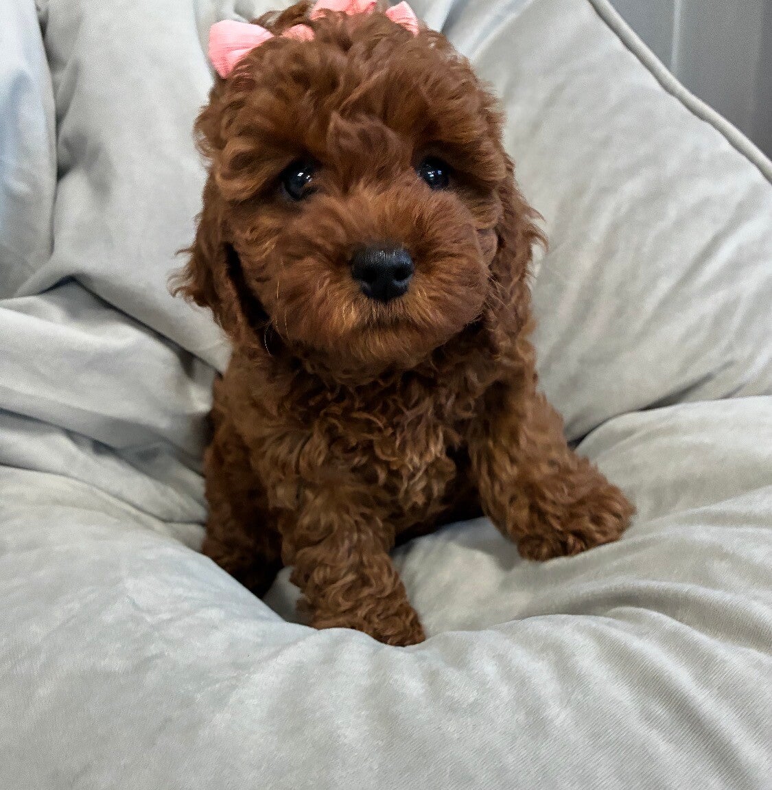 Toy poodle