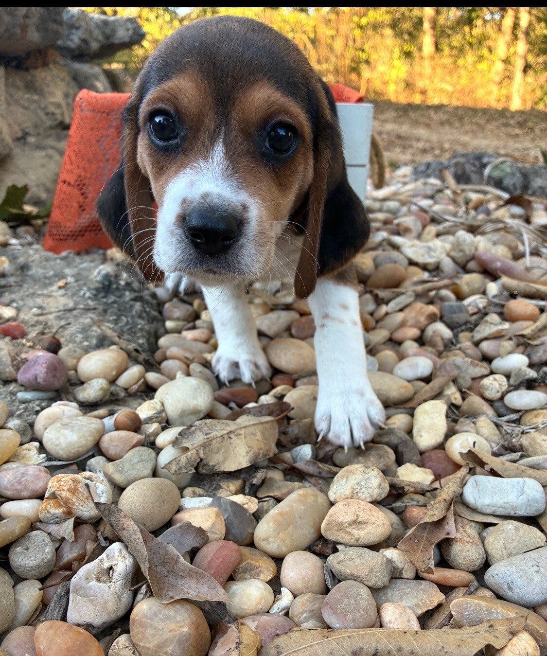 Beagle