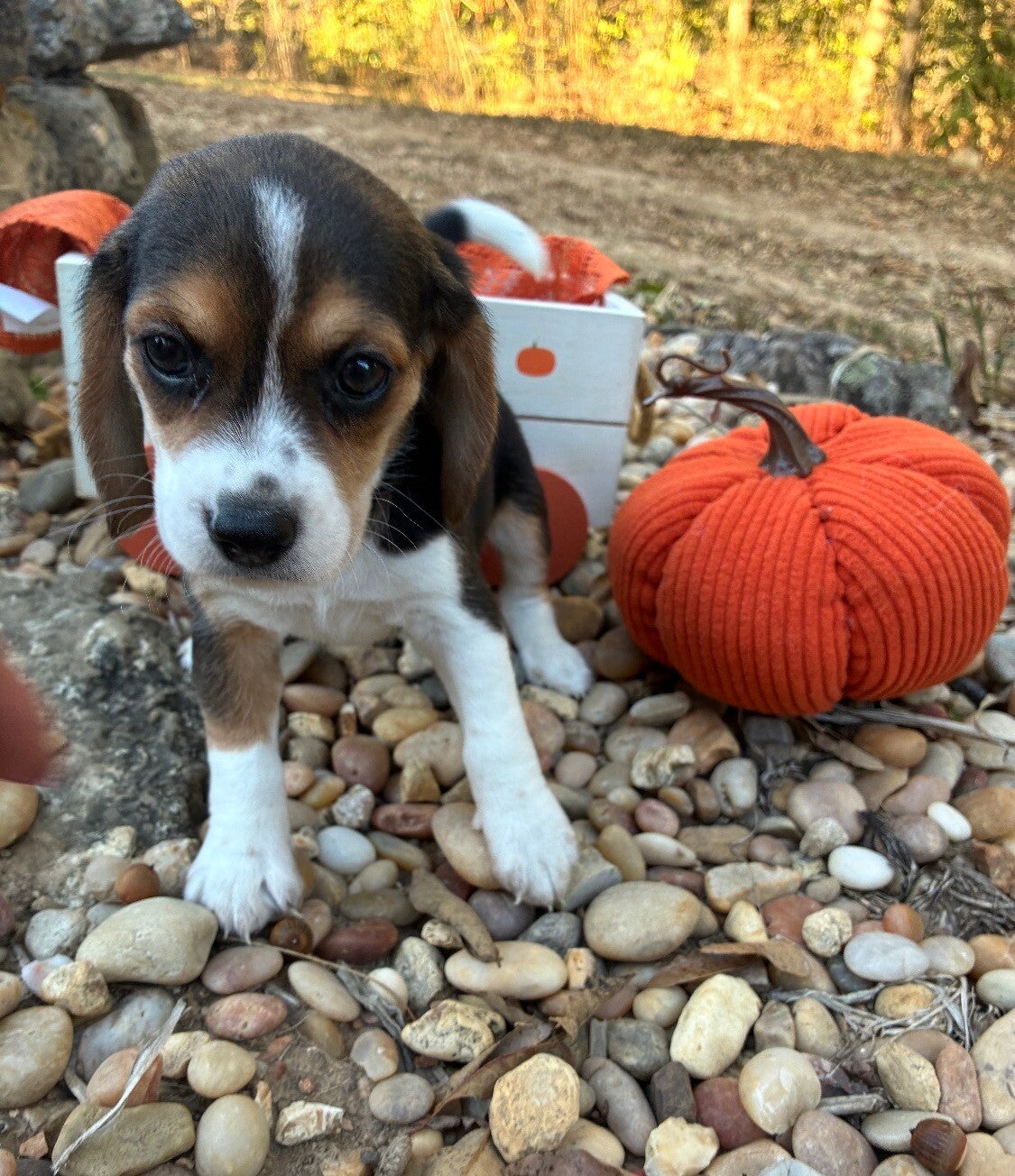 Beagle